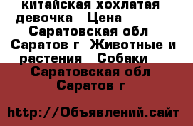 китайская хохлатая  девочка › Цена ­ 3 000 - Саратовская обл., Саратов г. Животные и растения » Собаки   . Саратовская обл.,Саратов г.